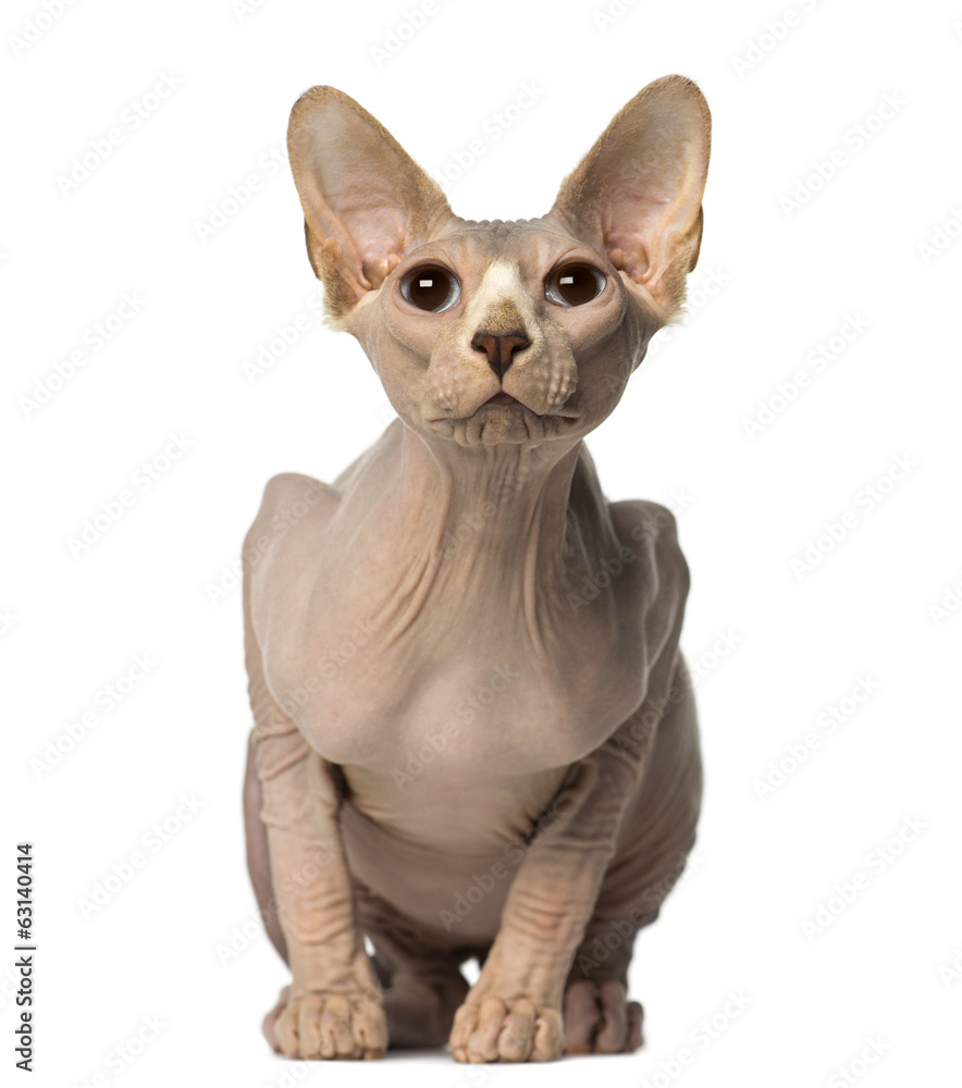 Sphynx sitting and looking up