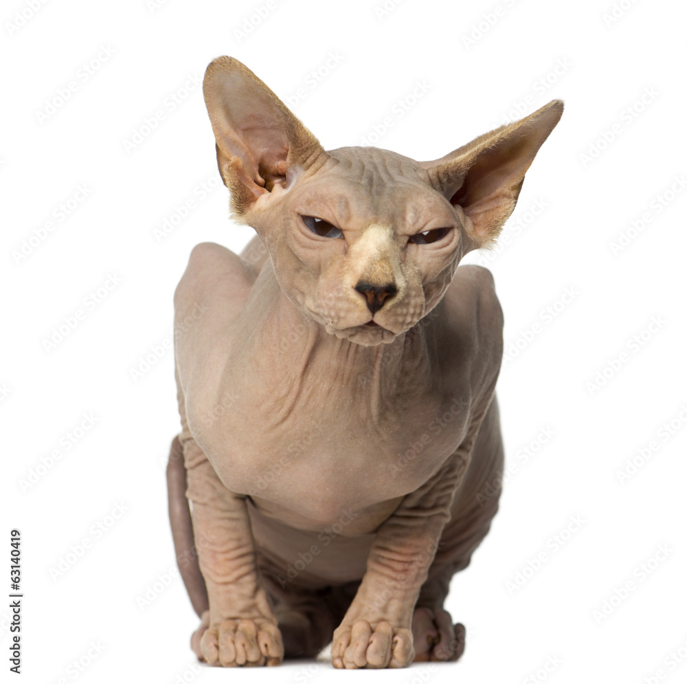Sphynx lying and has the eyes half closed