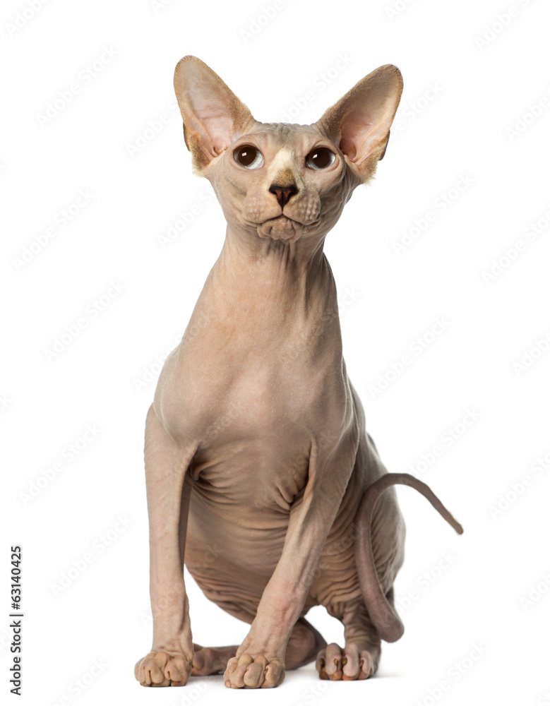Sphynx sitting and looking up