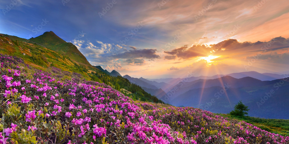 Summer landscape in the mountains.