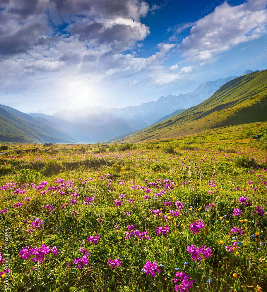 Blooming pink flowers in the Caucasian mountains.