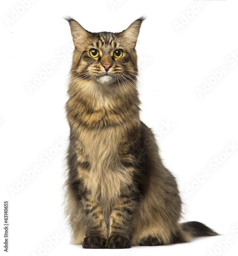 Fototapeta Naklejka Na Ścianę i Meble -  Maine Coon sitting and looking away