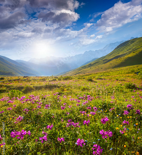 Blooming pink flowers in the Caucasian mountains.
