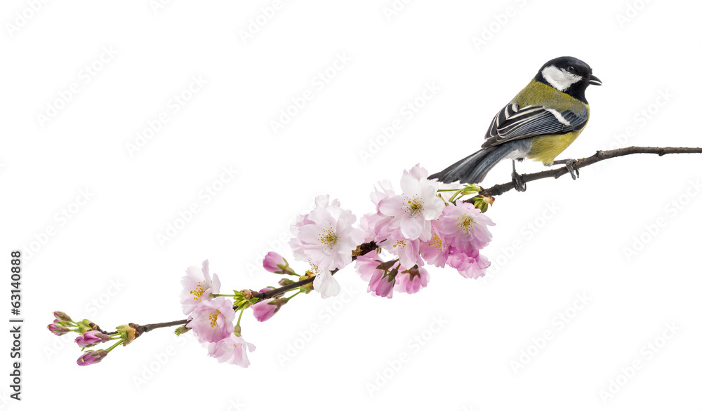 great tit perched on a flowering branch, Parus major