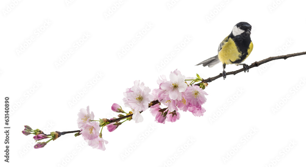 Fototapeta premium great tit perched on a flowering branch, Parus major