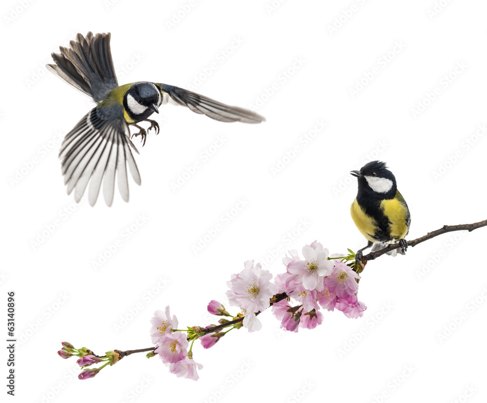 Obraz premium Two great tit flying and perched on a flowering branch