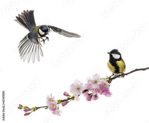 Two great tit flying and perched on a flowering branch