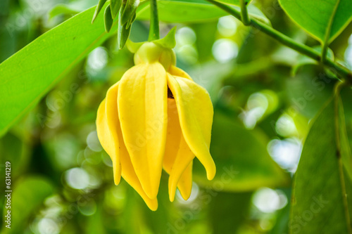 Ylang-ylang