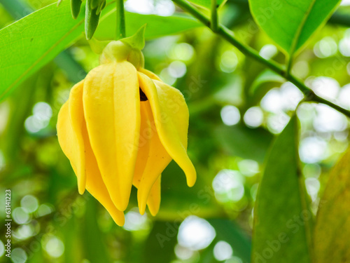 Ylang-ylang