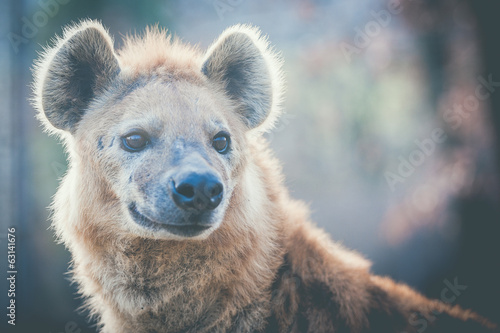Portrait de hyène