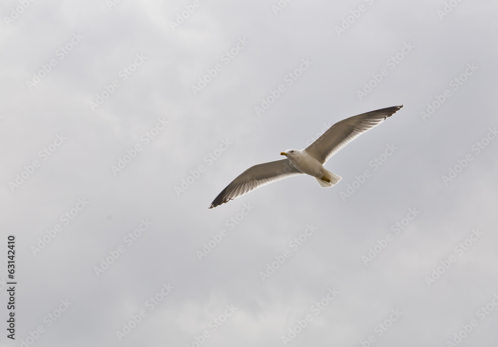 Single seagull flying in the sky Single seagull flying in the sky