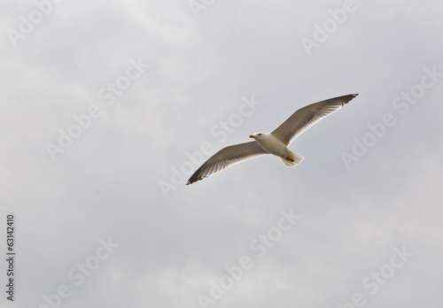 Single seagull flying in the sky
