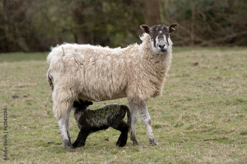 Scottish Mule x  Suffolk - ewe with lamb
