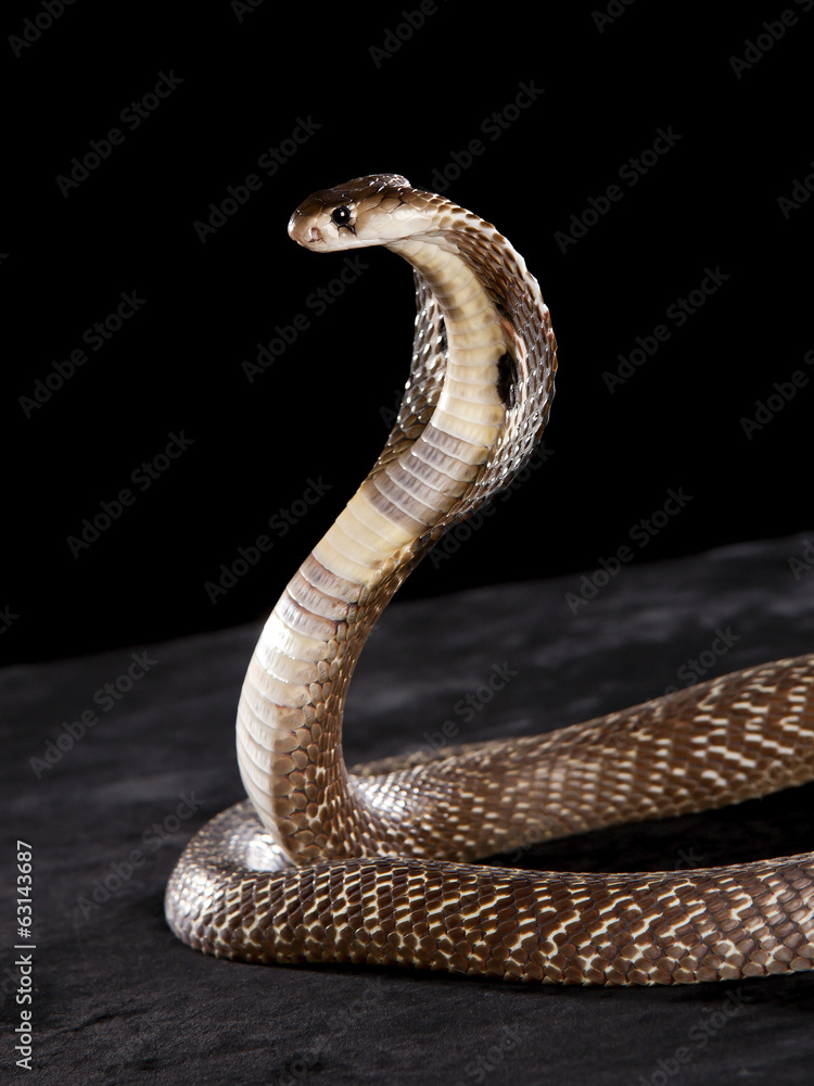 Fototapeta premium Deadly Cobra on table.. What a beauty