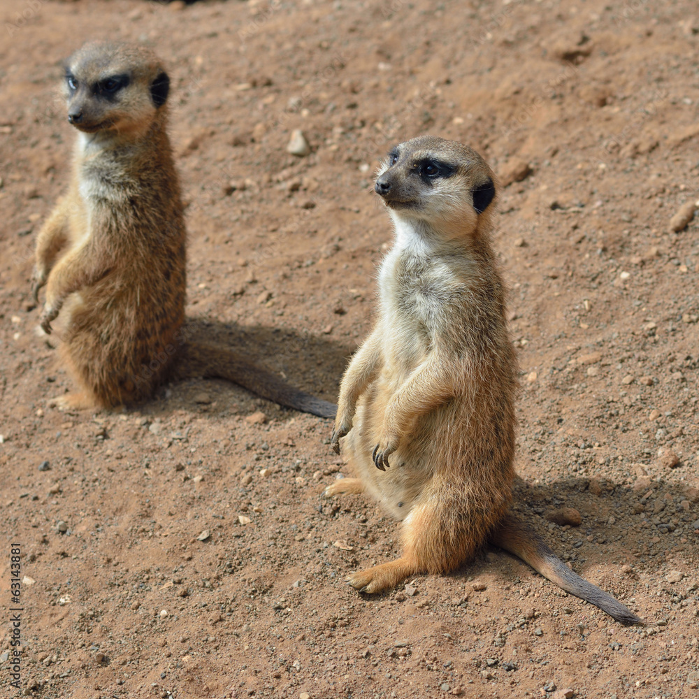 Meerkats (suricate) Meerkats (suricate)