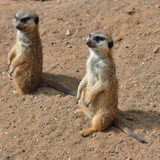 Meerkats (suricate)