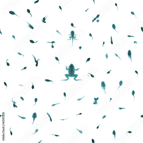 Wallpaper Mural Seamless Tadpole Growth Stages Torontodigital.ca