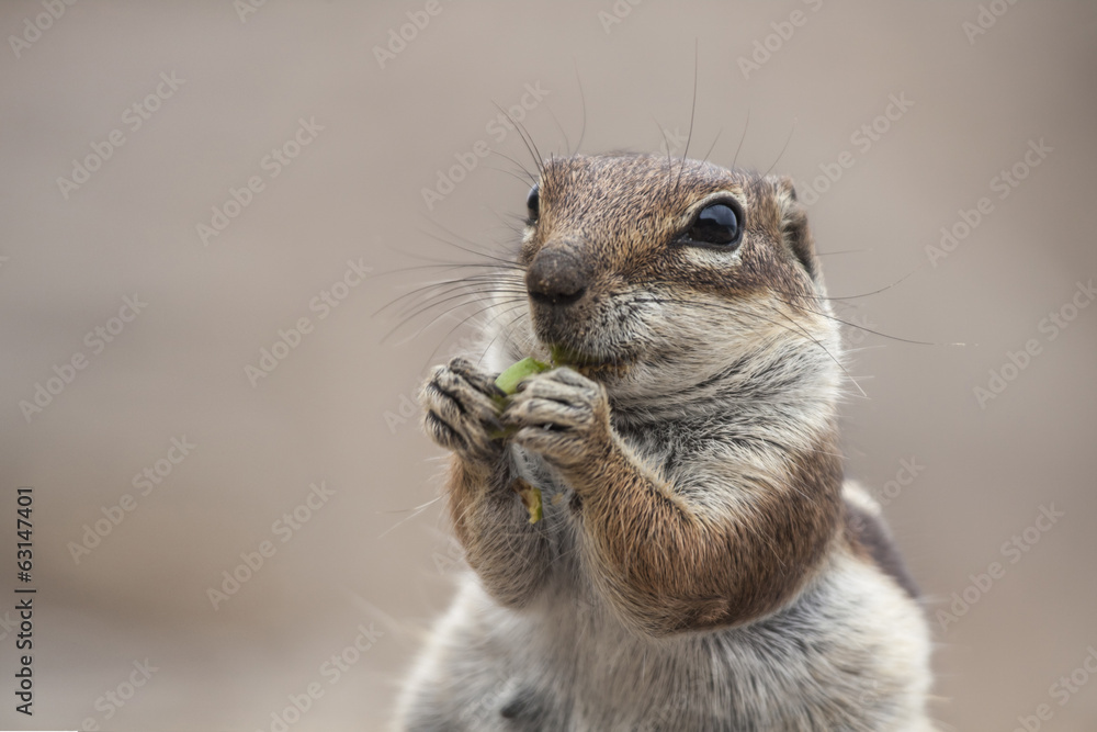 Fototapeta premium Squirrel