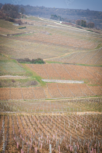 Vosne-Romanée photo