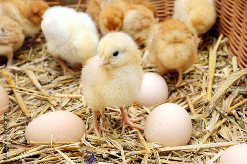 Little chicks in the hay with eggs Fototapet