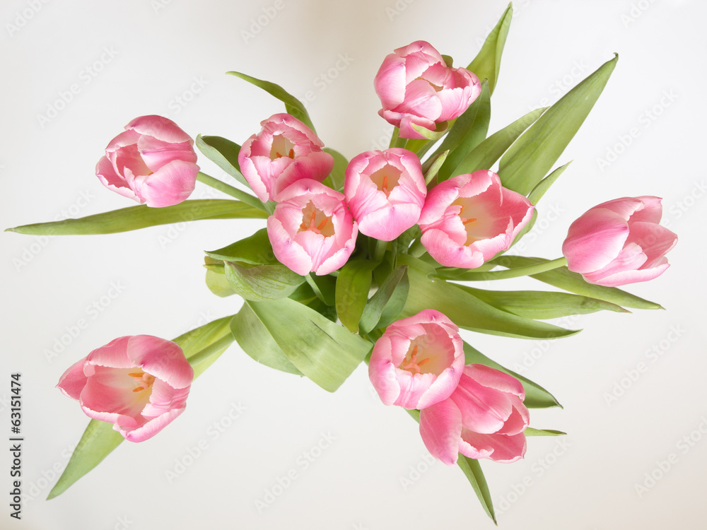 tulpen tulpen