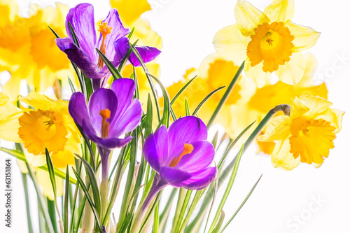 Crocuses and  daffodils, backlit