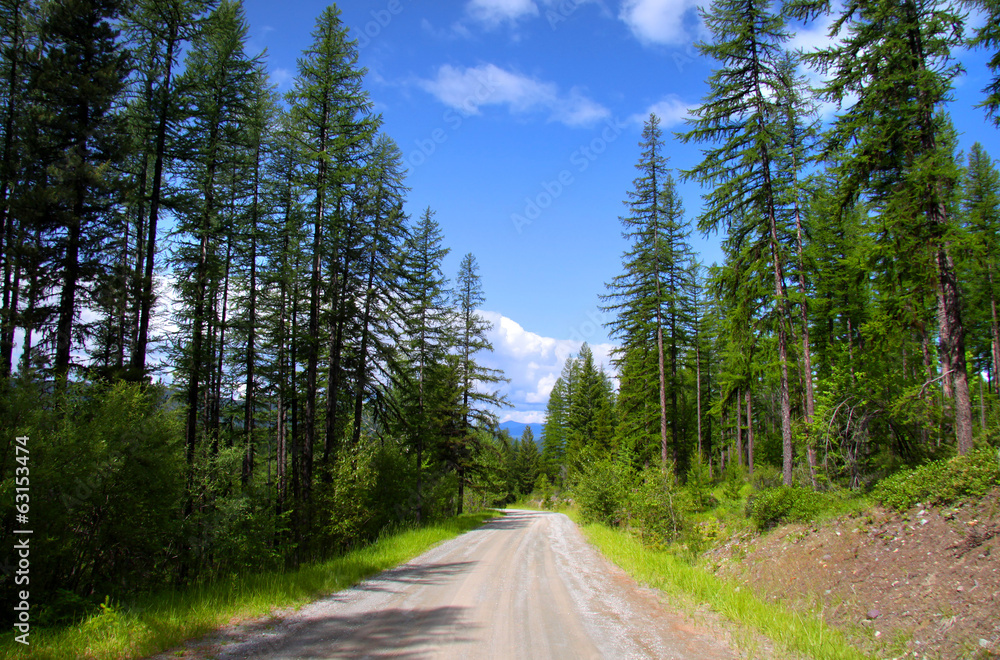 Drive through pine woods in Montana Drive through pine woods in Montana