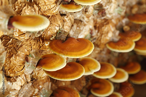 Lingzhi mushrooms