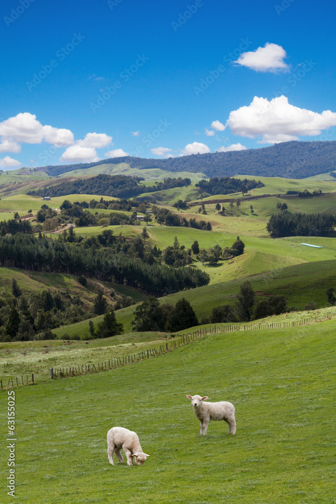 Obraz premium Lambs grazing on the picturesque landscape background