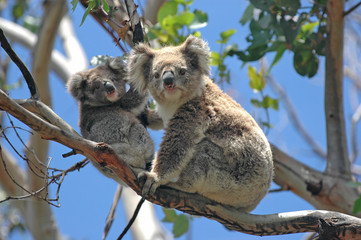 Fotobehang Australië Wilde koala's langs Great Ocean Road  © nyker