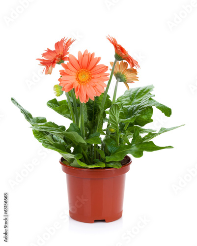 Fototapeta Naklejka Na Ścianę i Meble -  Gerbera in flowerpot