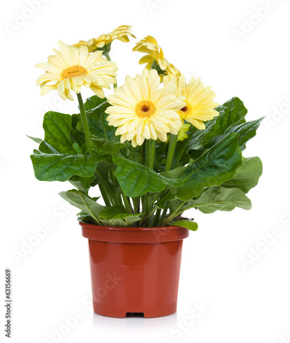 Fototapeta Naklejka Na Ścianę i Meble -  Gerbera in flowerpot