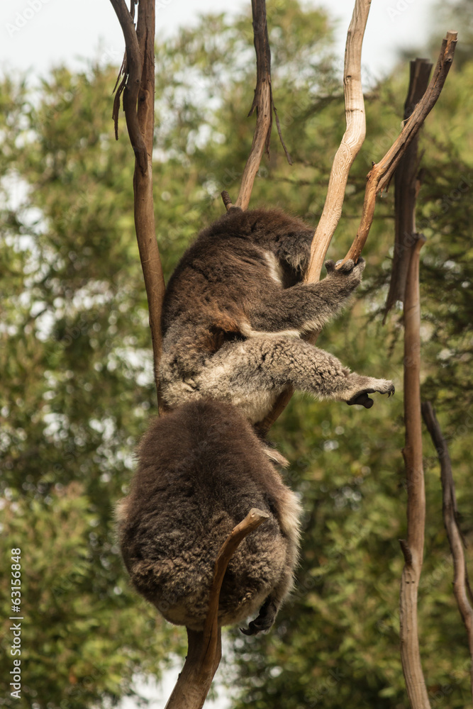 Fototapeta premium sleeping koalas