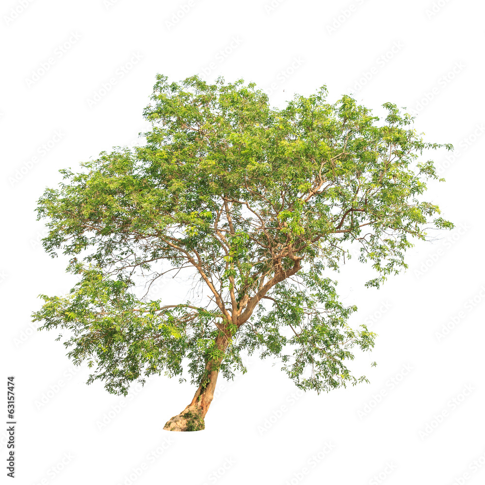 Tropical tree in Thailand Isolated on white background