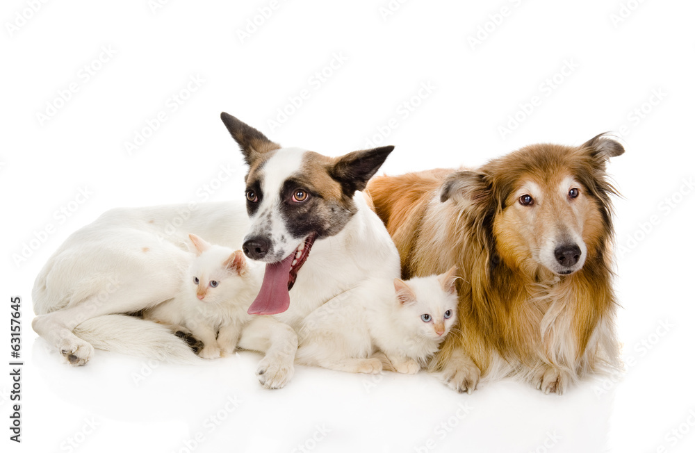 two adult dogs and tiny kittens. isolated on white background