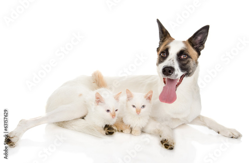 grown dog with two kittens. isolated on white background © Ermolaev Alexandr