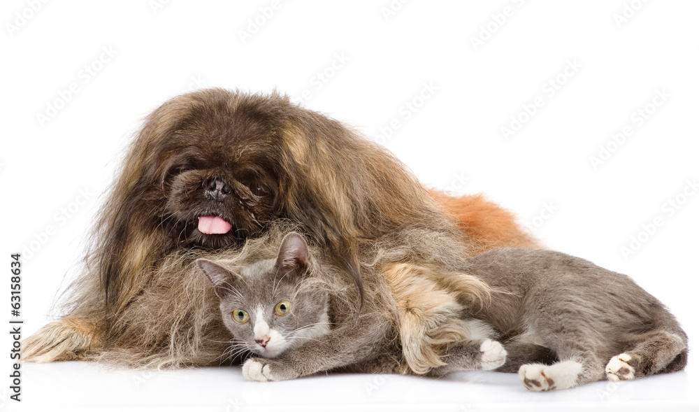 Fototapeta premium Fluffy Pekingese and cat together. isolated on white background