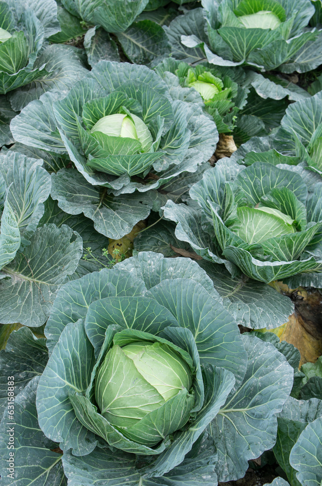 cabbage field cabbage field