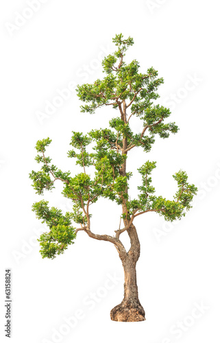 Neem plant  Azadirachta indica   tropical tree in Thailand