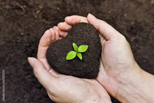 hands holding soil as a heart shape with a green tree