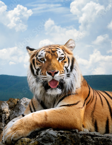 Tiger on the sky background