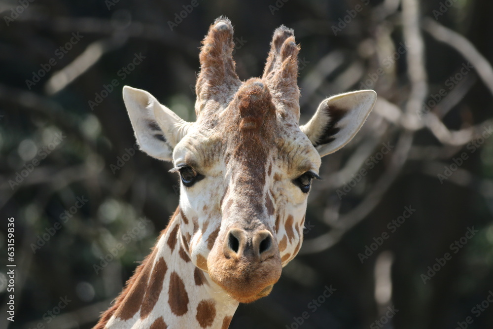 Fototapeta premium キリン