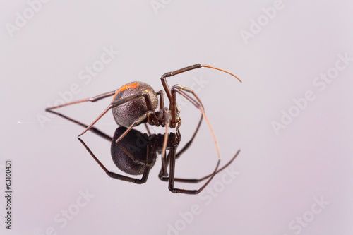 Australian Female Redback Spider side view walking