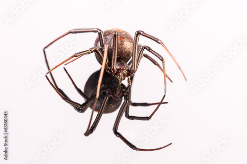 Australian Female Redback Spider walking towards the camera