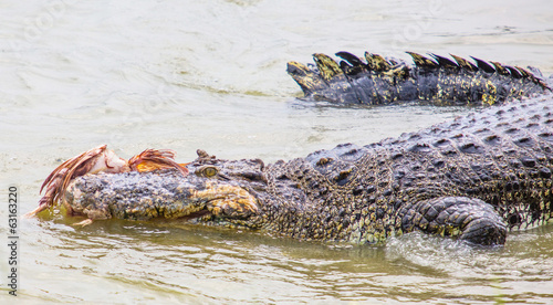 Saltwater crocodile in captivity