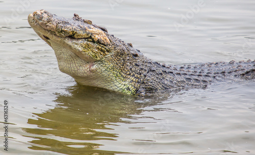 Foto Saltwater crocodile in captivity