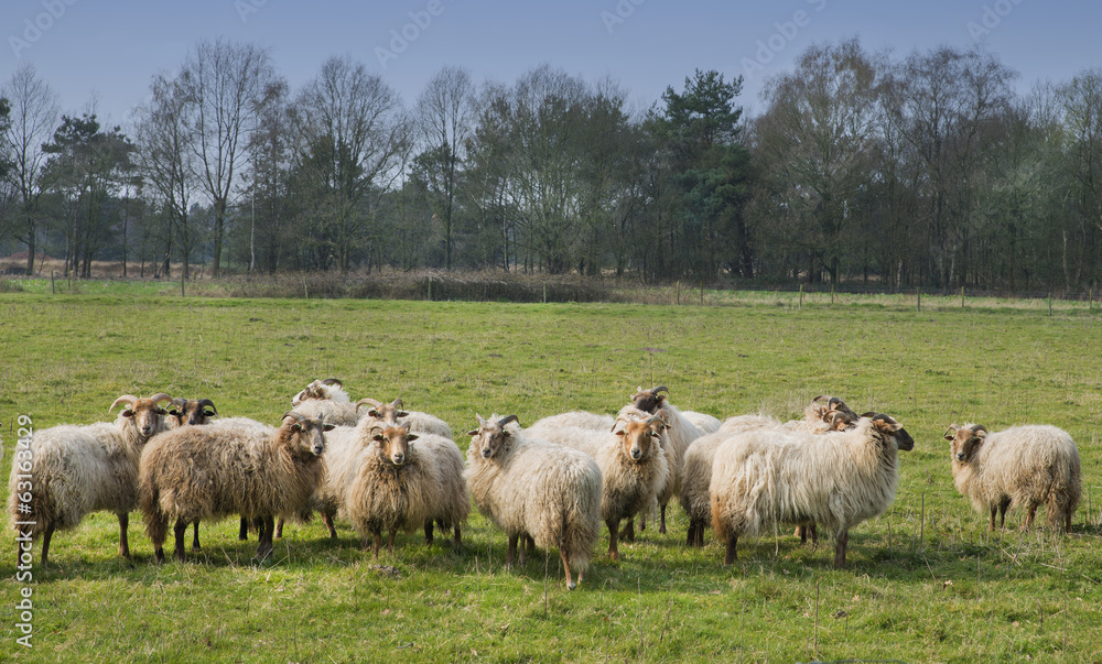 Obraz premium sheep in a meadow