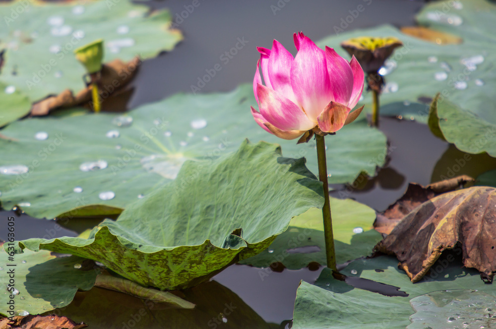Fototapeta premium Lotus flower blooming