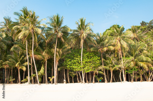 Coconut tree palm at the beach
