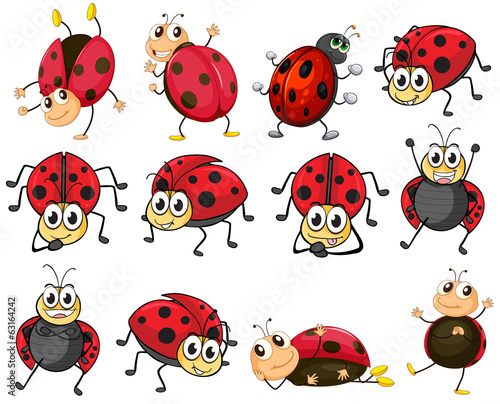 Cute ladybugs photo